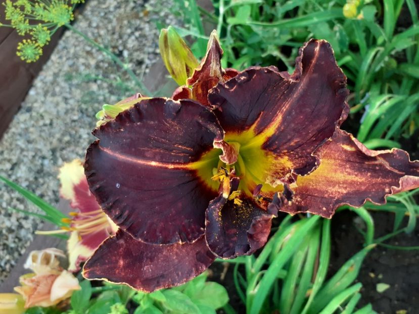 Evening Sparkle - Hemerocallis 2021