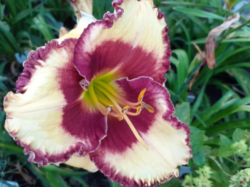 Midsummer Eyes before sunrise - Hemerocallis 2021