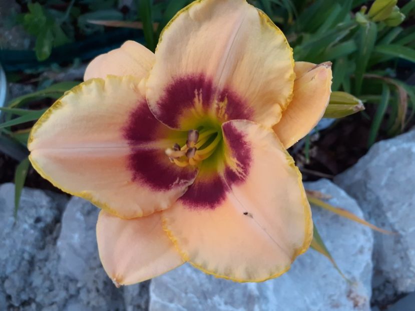 Custard Candy before sunrise - Hemerocallis 2021