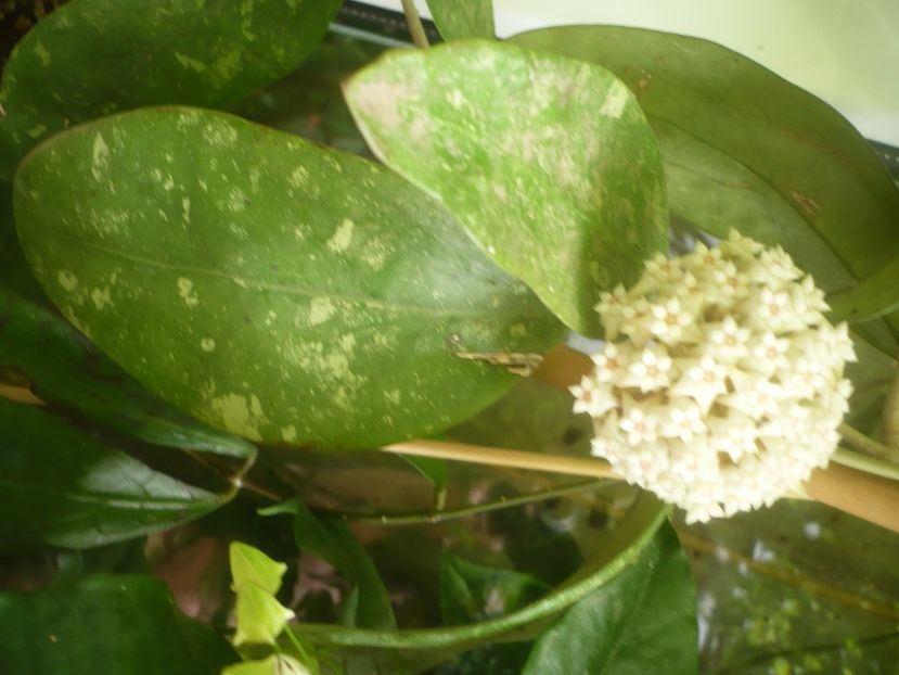 P1490338 - HOYA 2021-1
