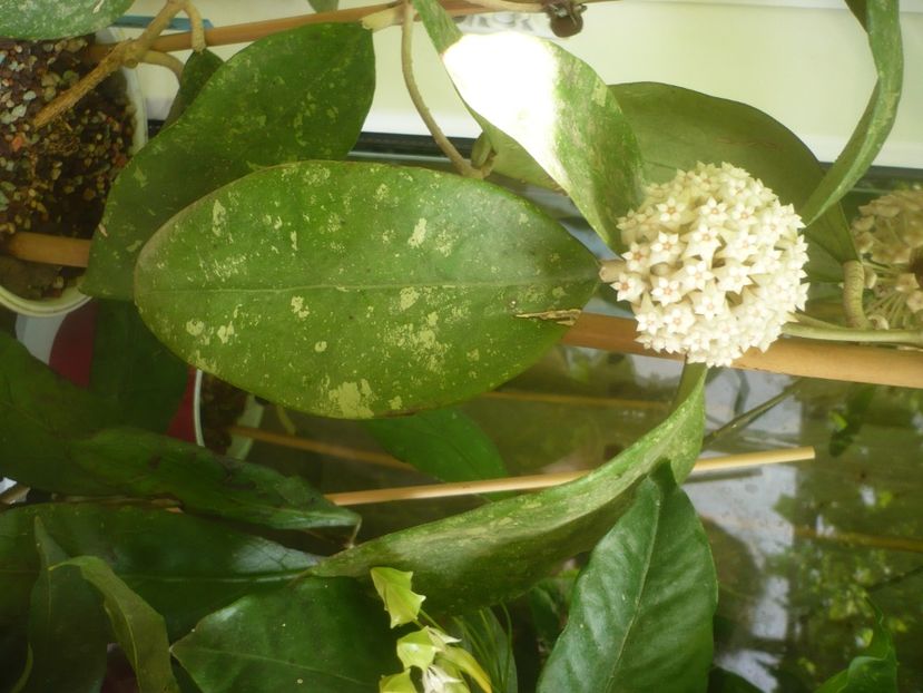 P1490339 - HOYA 2021-1