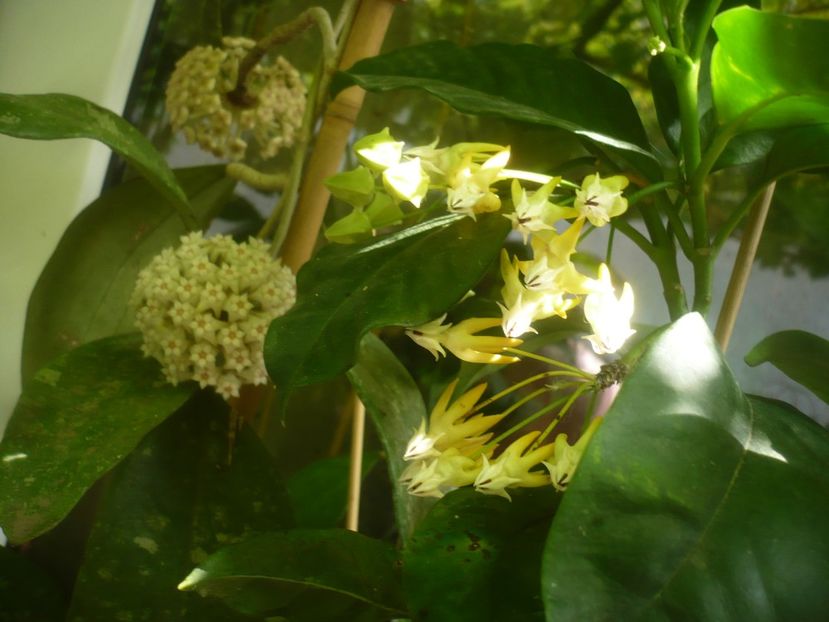 P1490340 - HOYA 2021-1