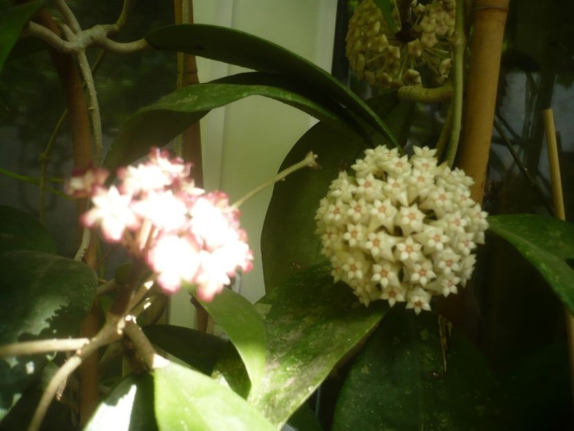 P1490341 - HOYA 2021-1
