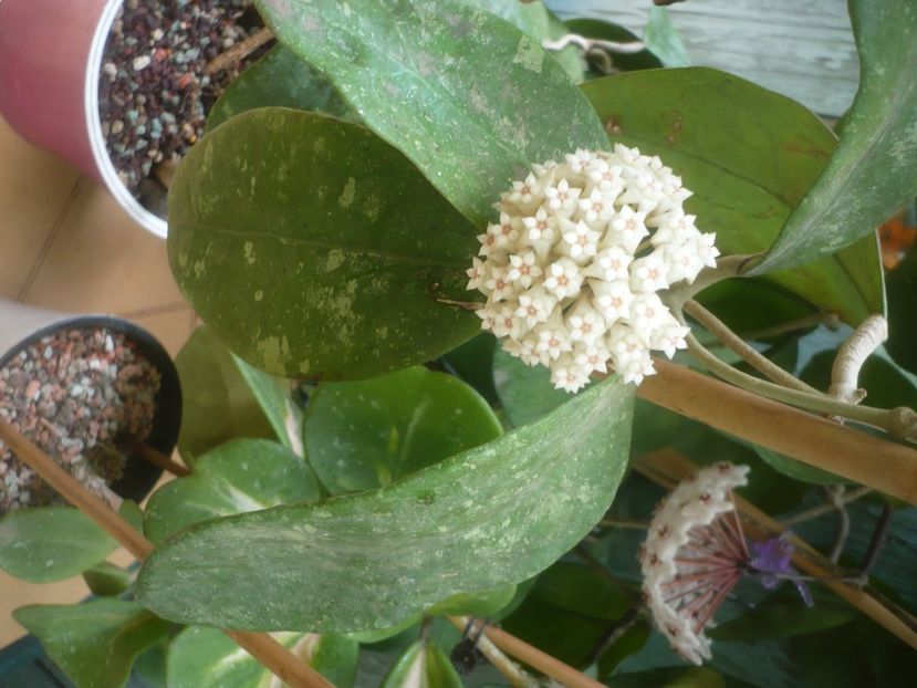 P1490342 - HOYA 2021-1