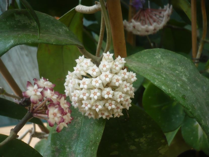 P1490343 - HOYA 2021-1