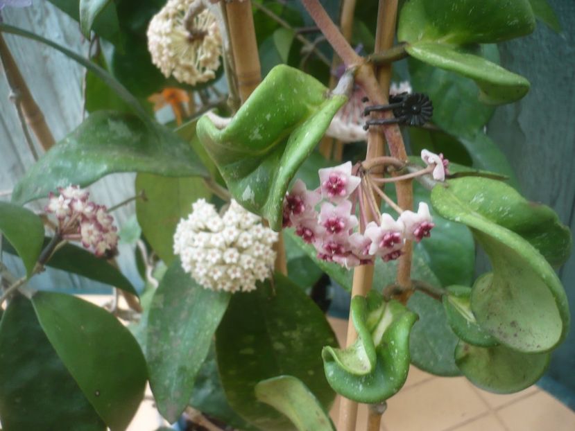 P1490344 - HOYA 2021-1