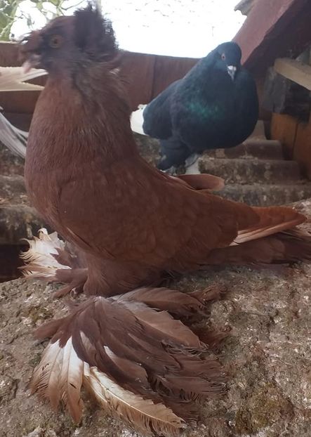 vândut lui Iordache Alex(HD) - Porumbei VÂNDUȚI