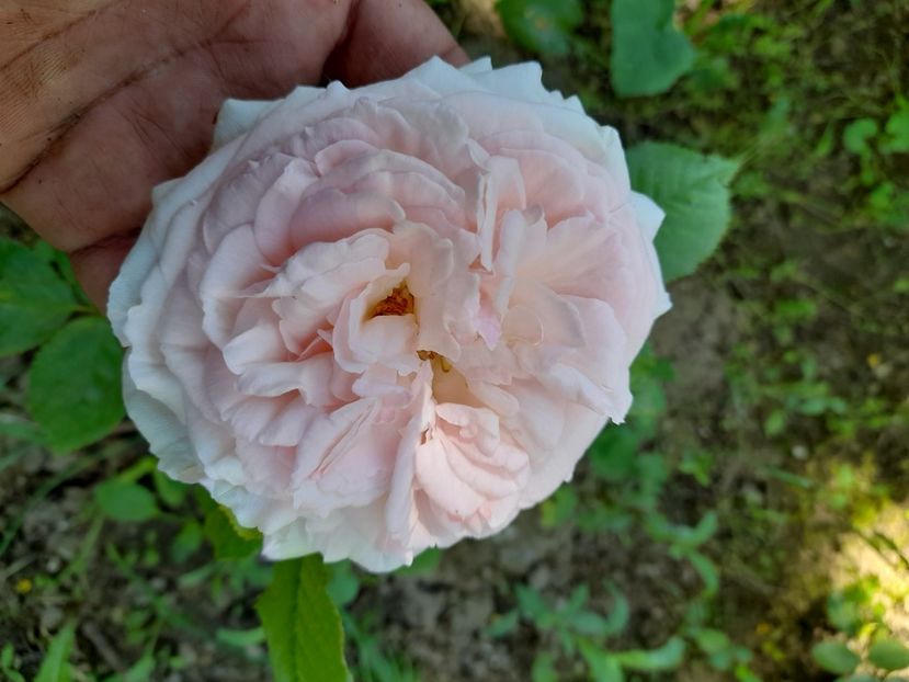  - DE GRADINA