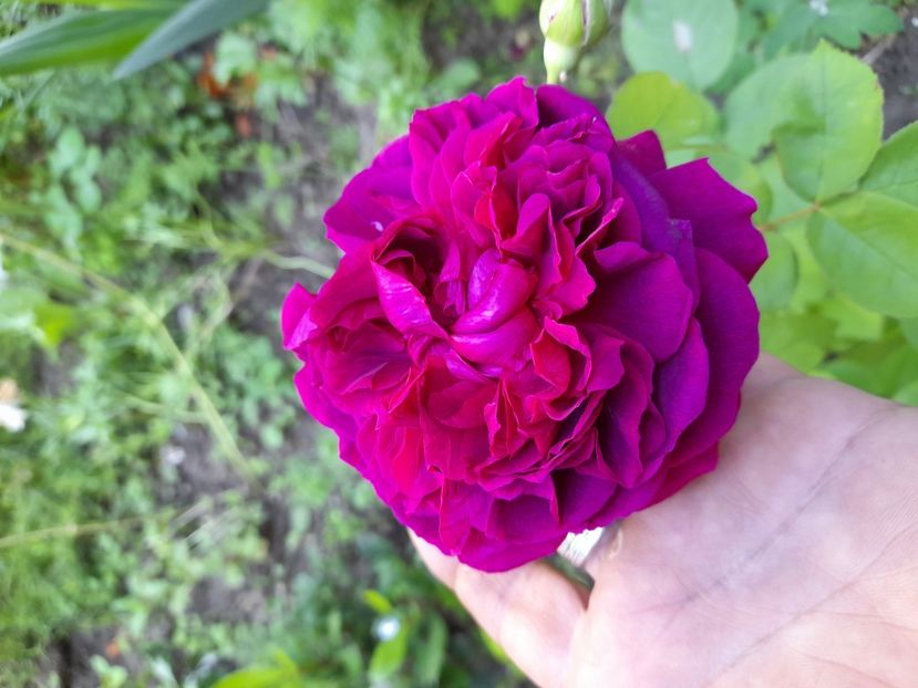  - DE GRADINA