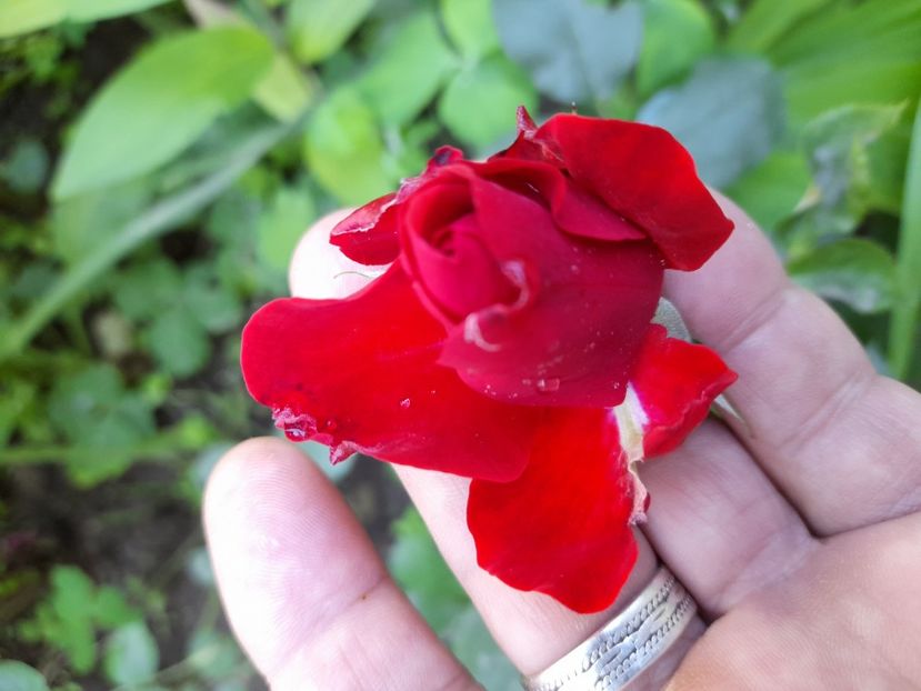  - DE GRADINA