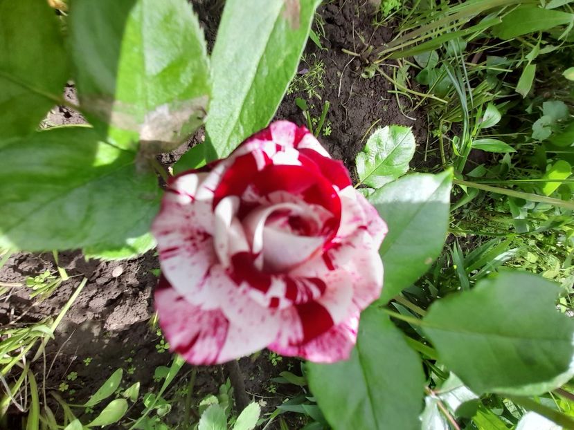  - DE GRADINA