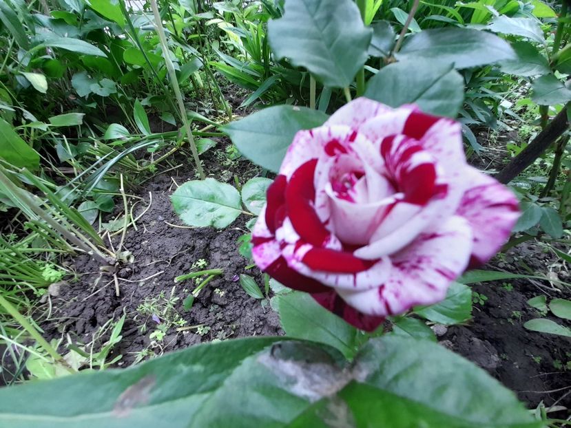  - DE GRADINA