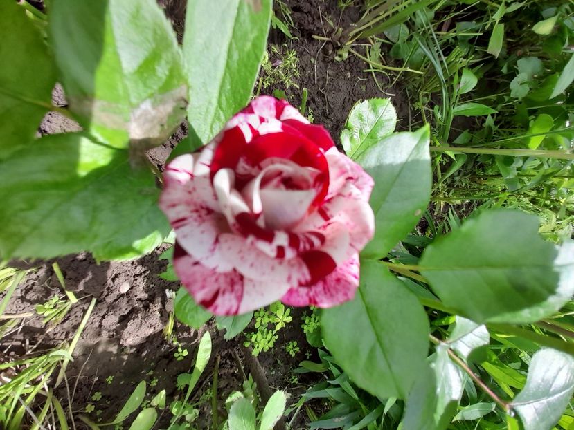  - DE GRADINA