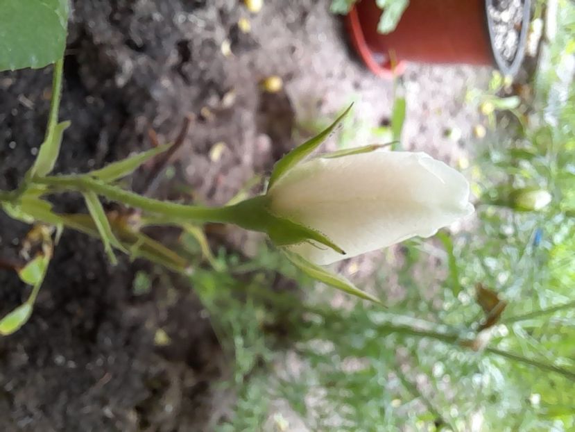  - DE GRADINA