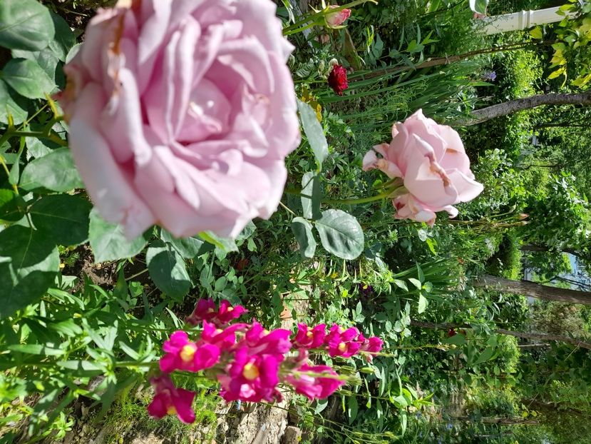  - DE GRADINA