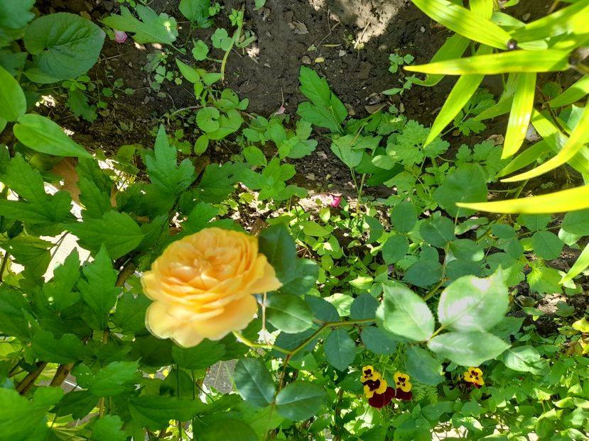  - DE GRADINA