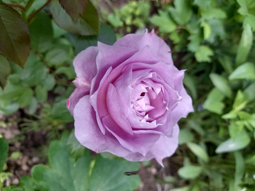  - DE GRADINA