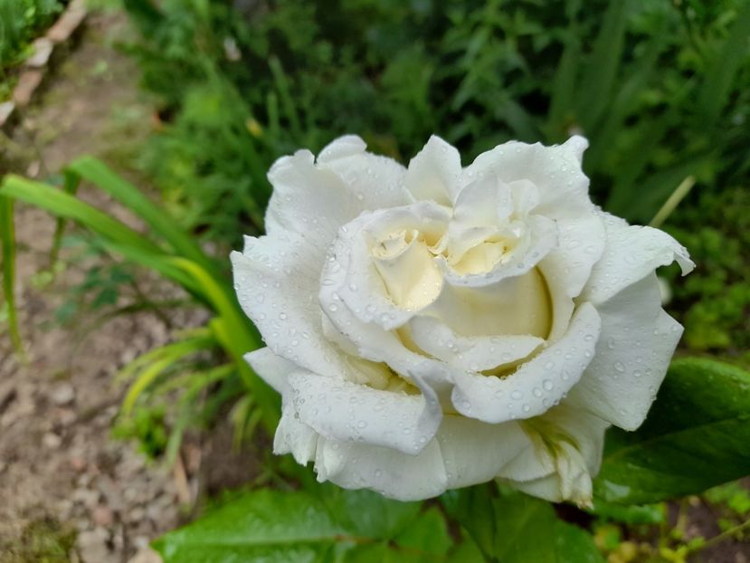  - DE GRADINA