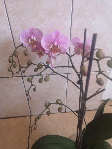 Phalaenopsis - 2021