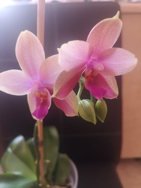 Memory liodoro - 2021