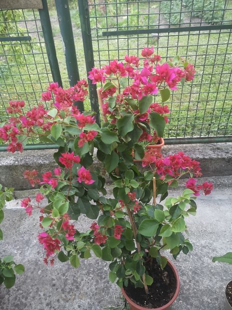 Mahara red - Bougainvillea