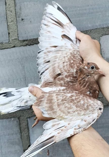  - NU IMI APARTIN ALBUM NR 2