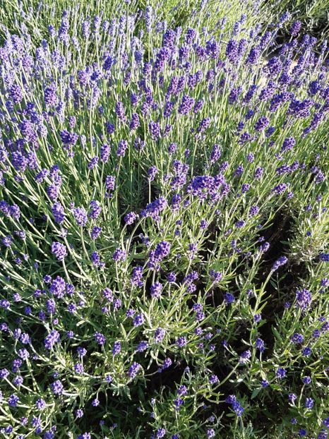  - Flori Primavarã -Varã 2021