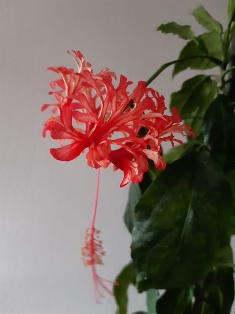  - HIBISCUSI - 2019_2021-2022-2023