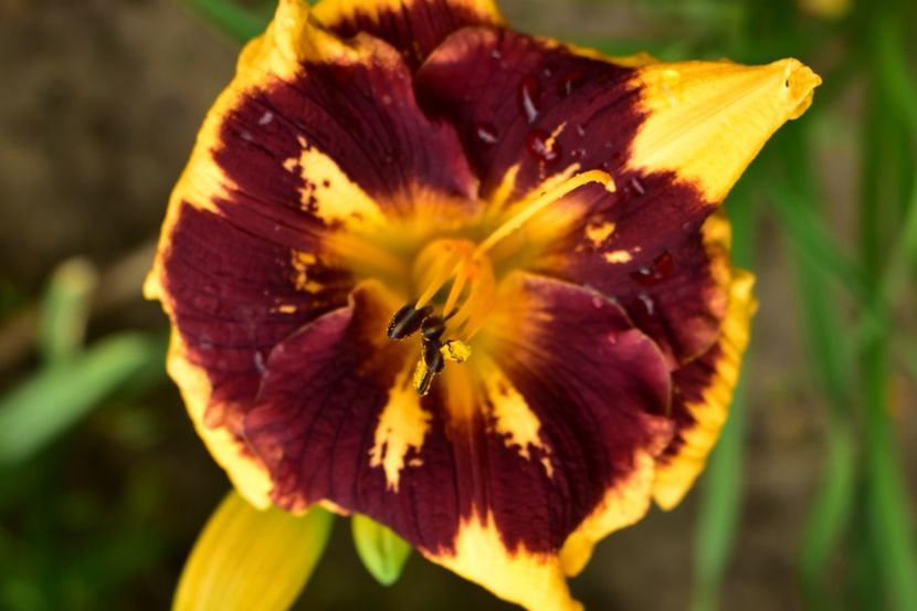  - Hemerocallis 2021