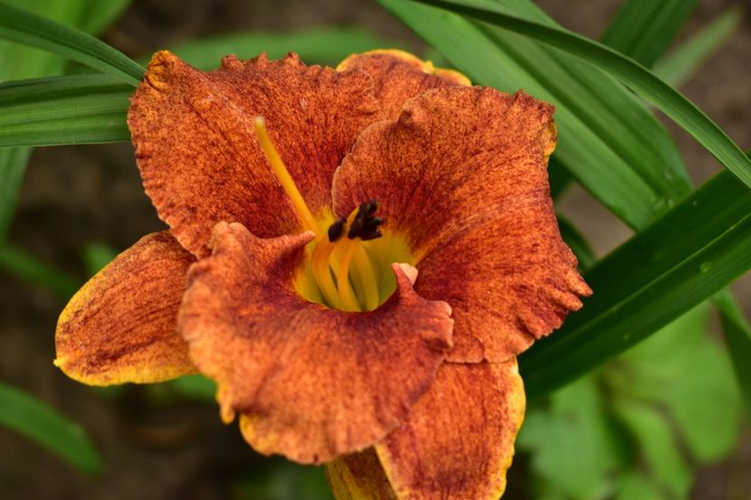  - Hemerocallis 2021
