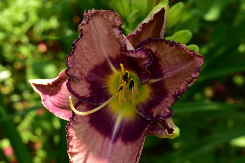  - Hemerocallis 2021