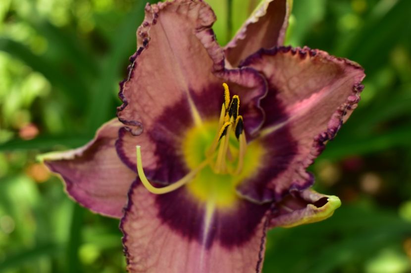  - Hemerocallis 2021