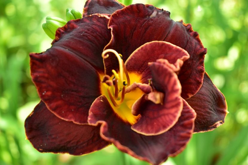  - Hemerocallis 2021