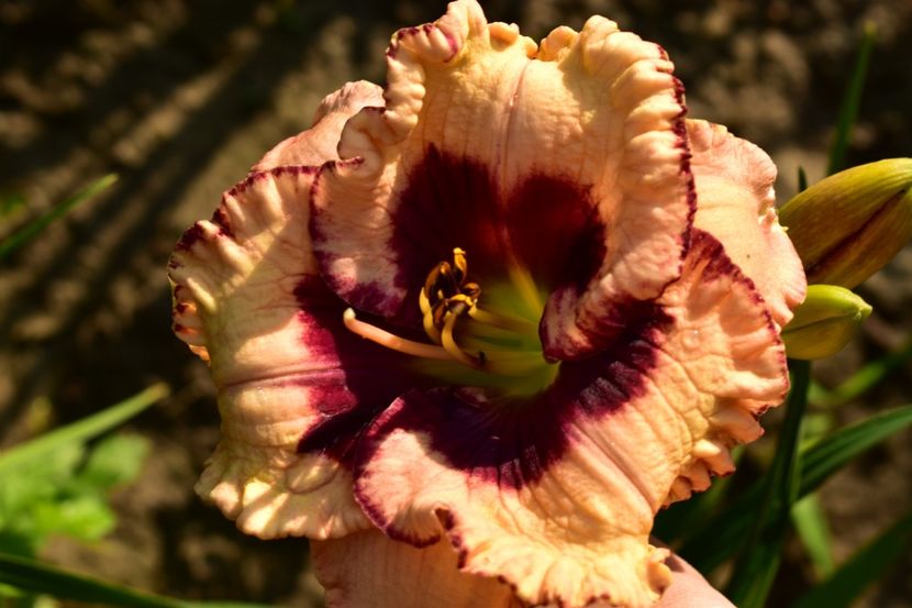  - Hemerocallis 2021