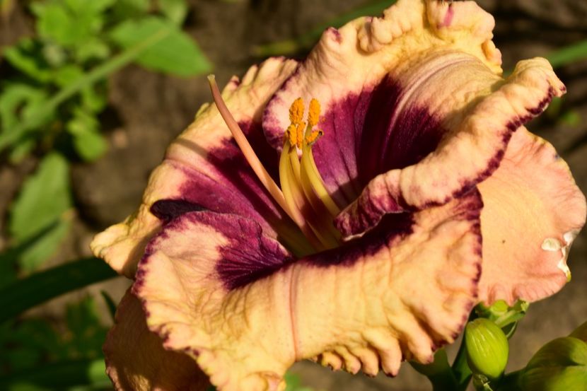  - Hemerocallis 2021