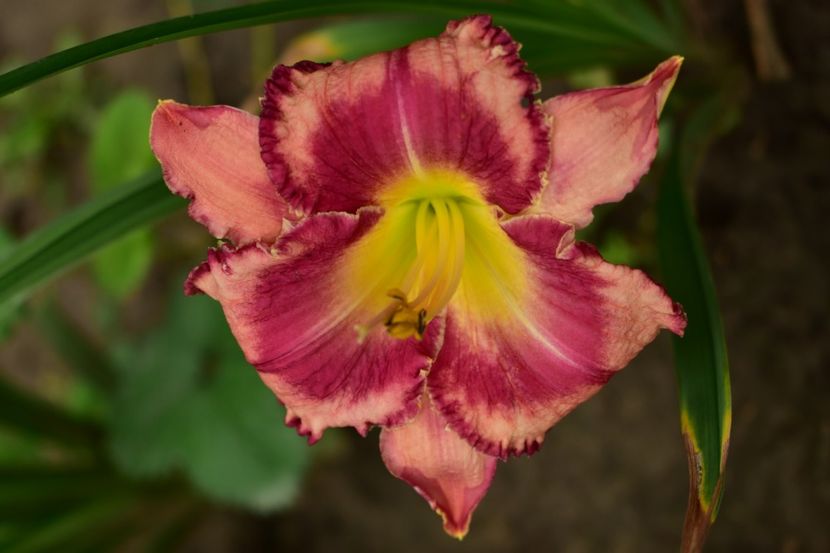  - Hemerocallis 2021