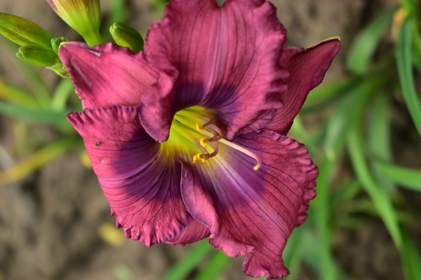  - Hemerocallis 2021