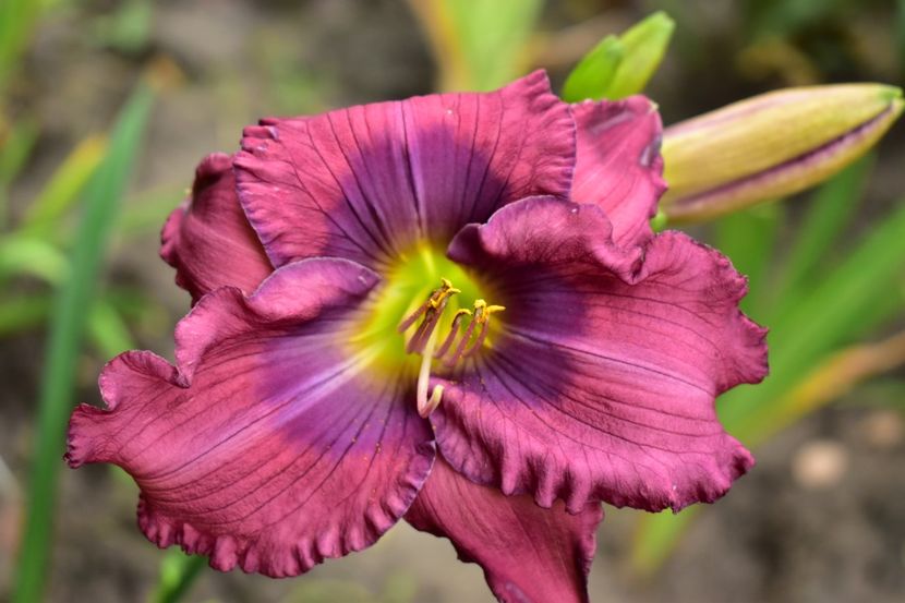  - Hemerocallis 2021