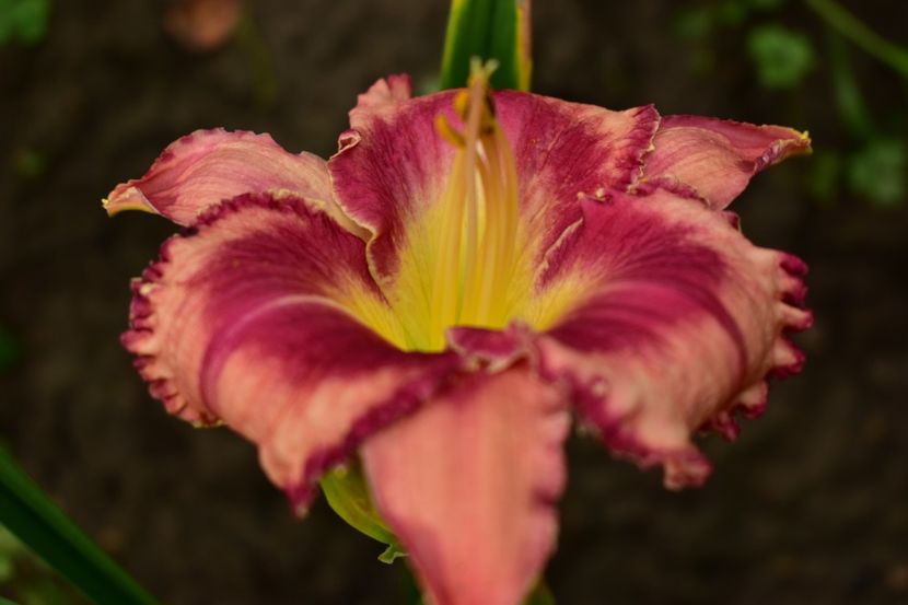  - Hemerocallis 2021