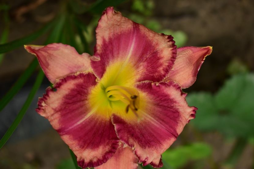  - Hemerocallis 2021
