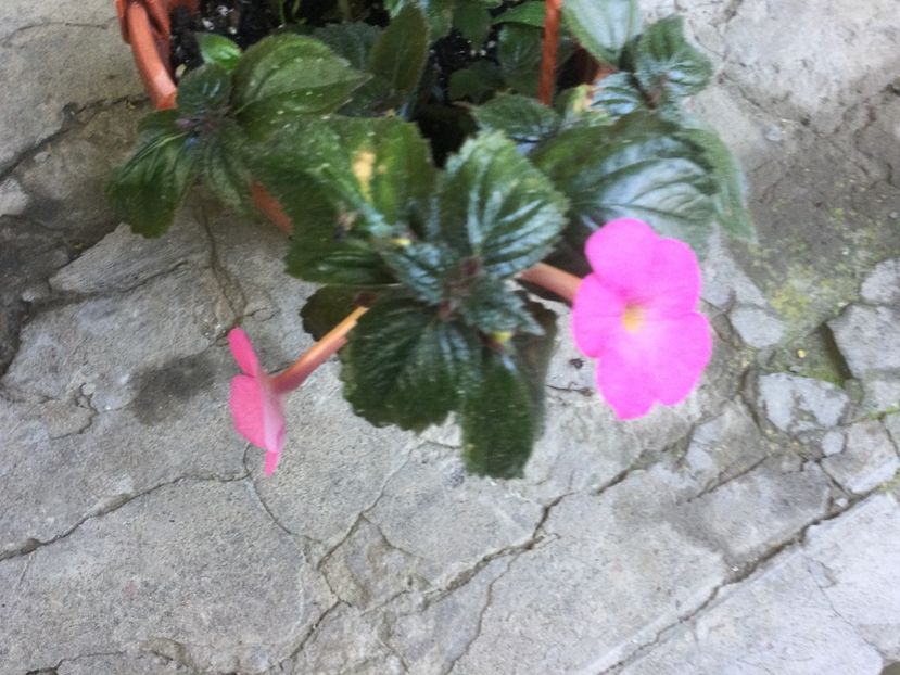 645633C0-5C97-4F40-8176-1565DE86FD38 - Flori 2021