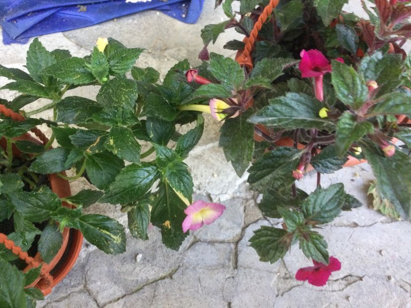 B6B00F74-A183-4B8F-9ED1-CAC1292F9A73 - Flori 2021