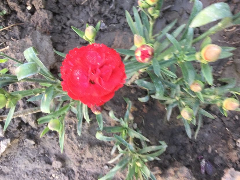 7E0EA4BA-1D1D-4EB9-89D6-C34B3597147A - Flori 2021