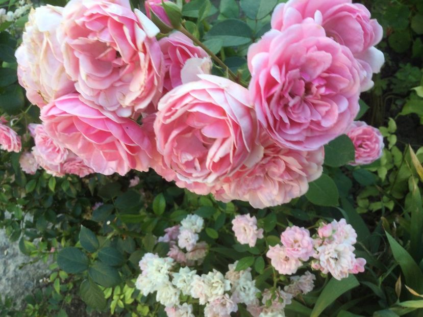 94C69AED-0582-45B6-9128-B302BBB6842F - Flori 2021