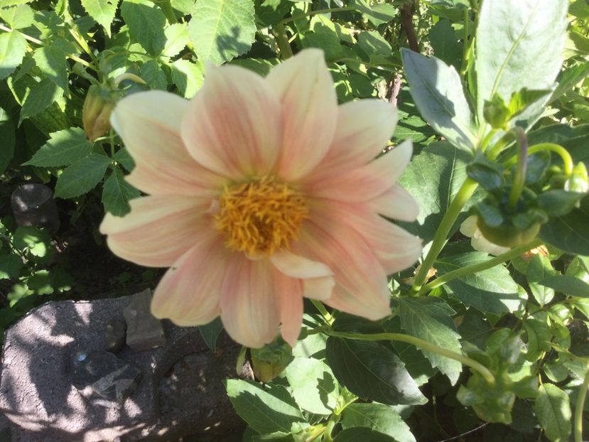 C46488BB-4280-47D3-86EF-9392DB514303 - Flori 2021