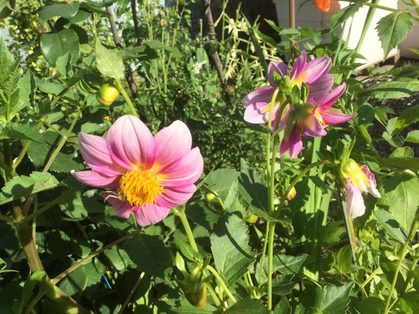 067BDEDF-9817-439F-ABF4-D2D7E068E59C - Flori 2021