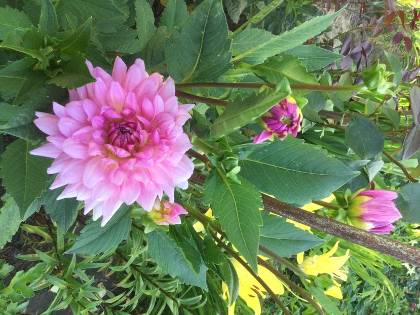 F73635C4-AB17-4E57-9C77-E2761DF12B5C - Flori 2021