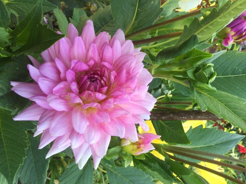 3D0B47FB-8641-414B-B8F3-A798B8B0F9D9 - Flori 2021