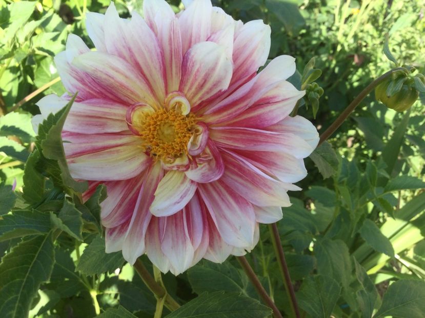 CCB18098-D193-4692-B29D-2DD3C8495830 - Flori 2021