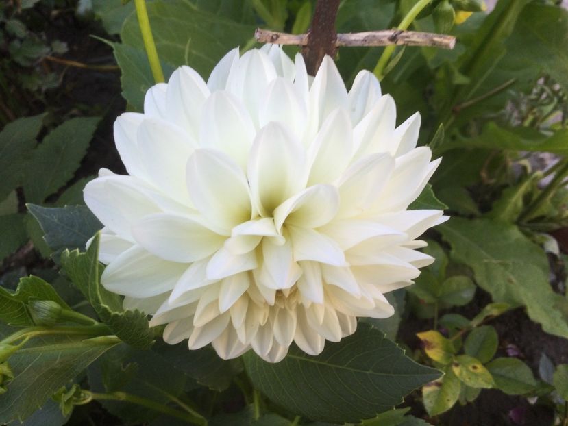 27ABB6D2-9ABE-40B8-9E97-F776B7295316 - Flori 2021